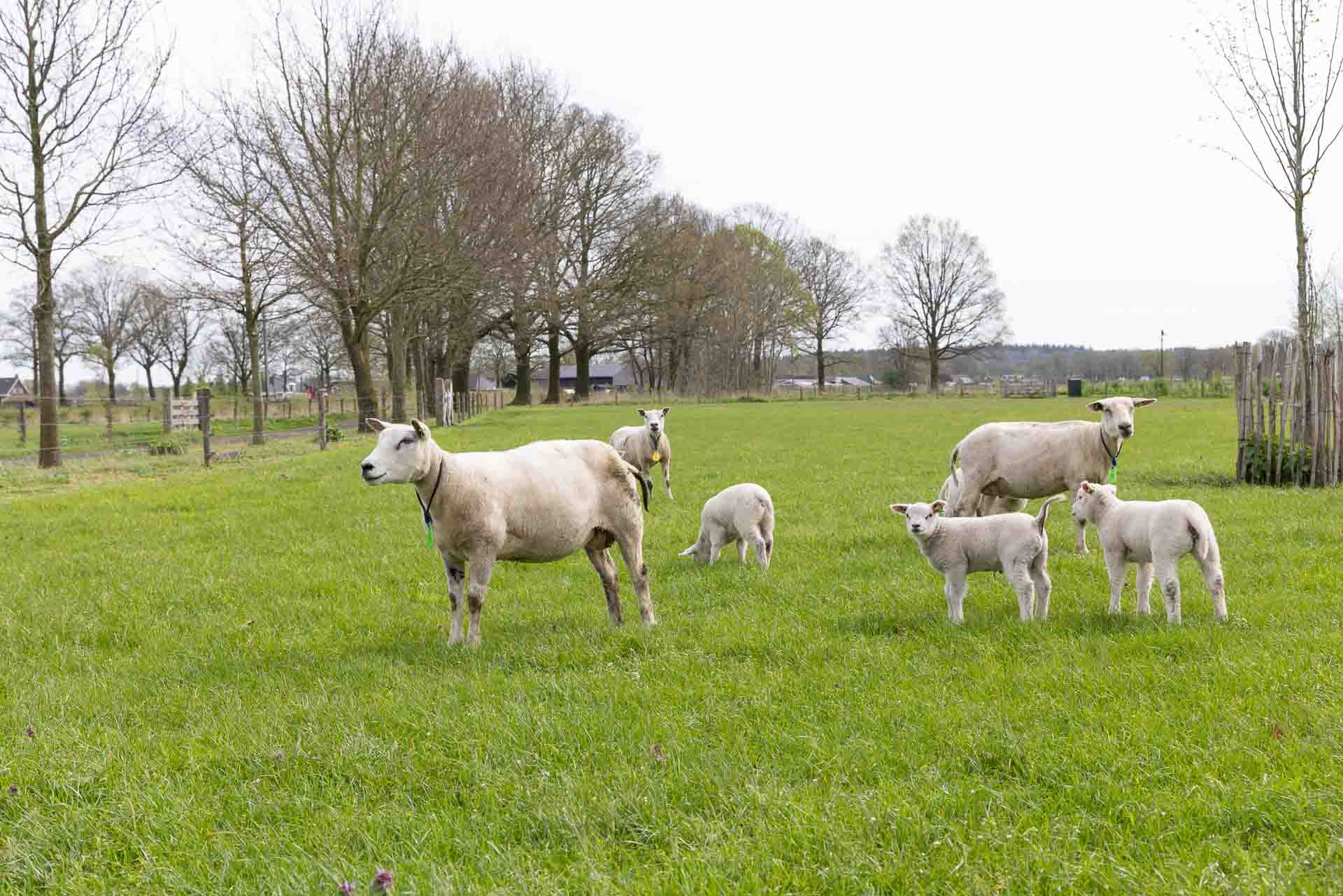 uitzicht over de weilanden met schapen_B&B Mijllerzicht