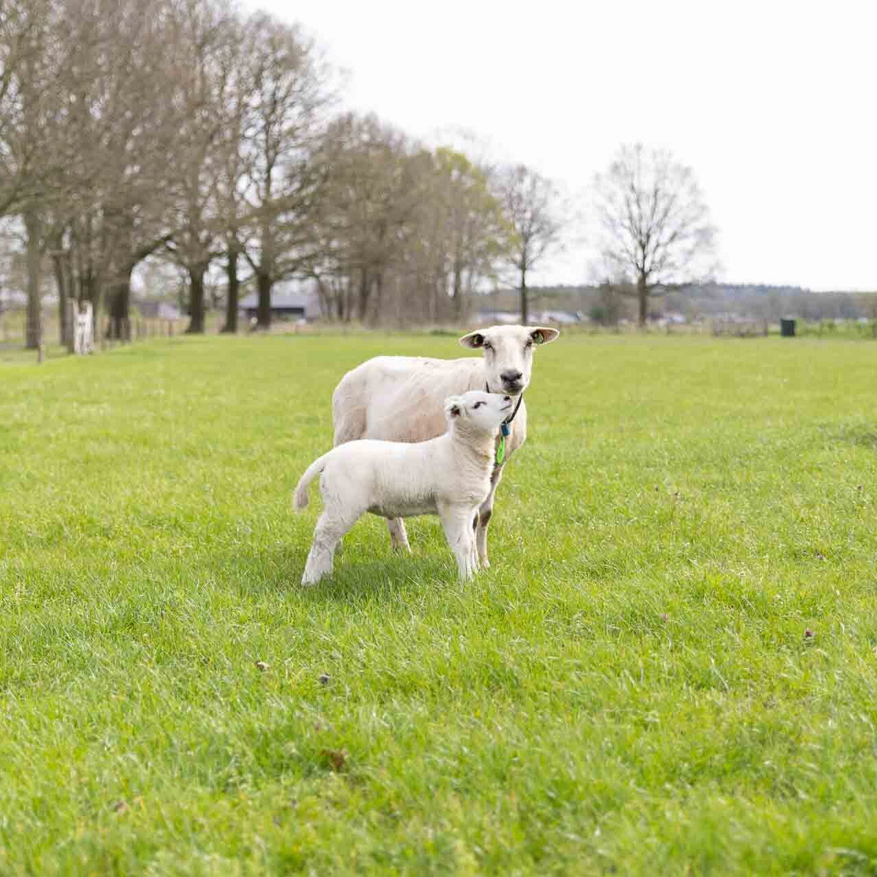 schapen in weiland bij B&B Mijllerzicht